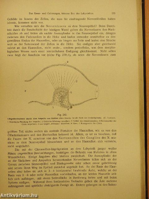 Rauber's Lehrbuch der Anatomie des Menschen Abteilung 6. (töredék)