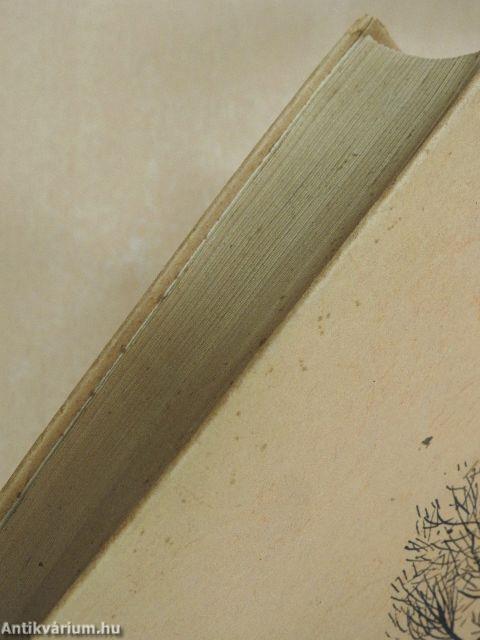 Messze a front mögött