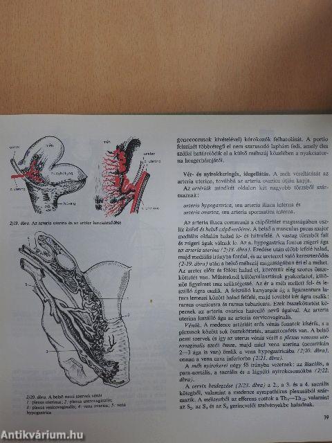 Szülészet-nőgyógyászat 1. (töredék)