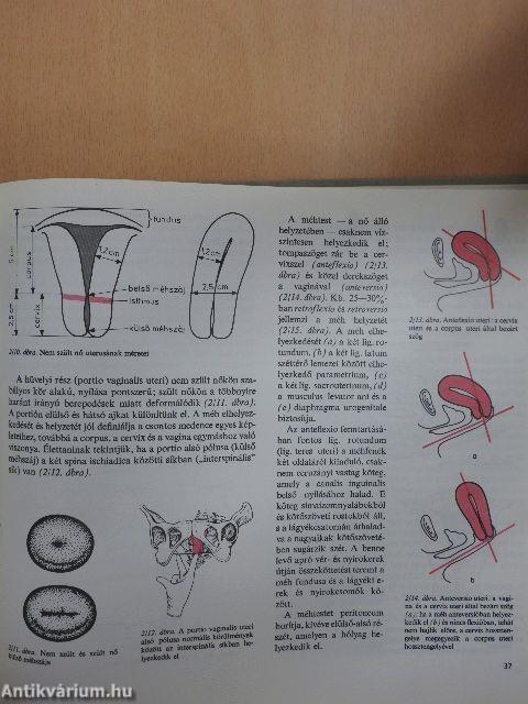 Szülészet-nőgyógyászat 1. (töredék)