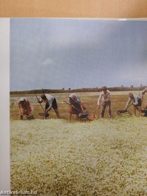 Heilpflanzen in Ungarn