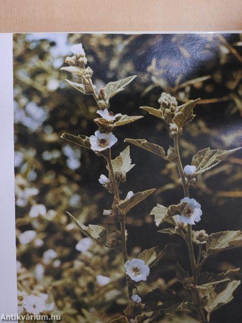 Heilpflanzen in Ungarn