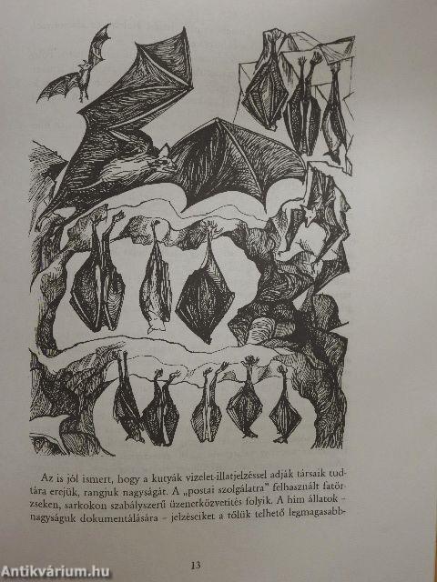 A vízisikló kalandjai