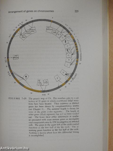 Molecular Biology of the Gene