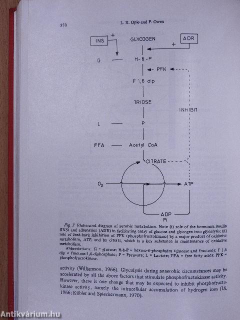 Cardiomyopathies (dedikált példány)