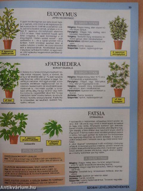 Szobanövények