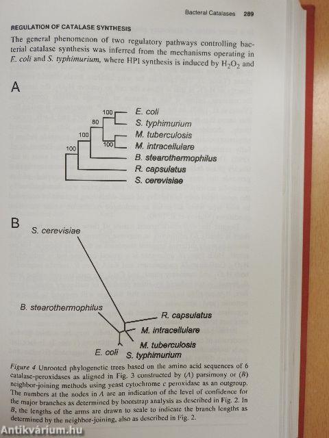 Oxidative Stress and the Molecular Biology of Antioxidant Defenses