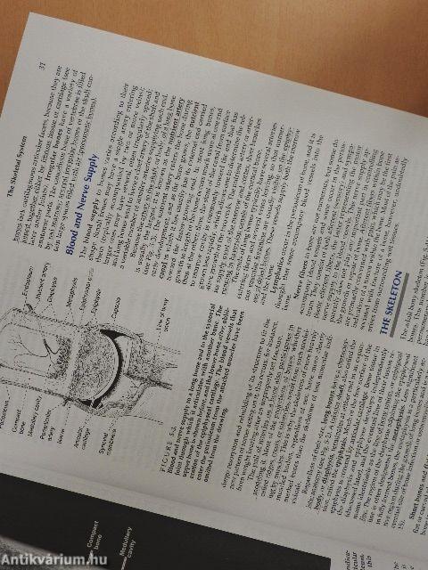 Hollinshead's Textbook of Anatomy