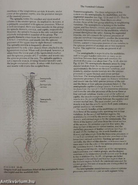 Hollinshead's Textbook of Anatomy