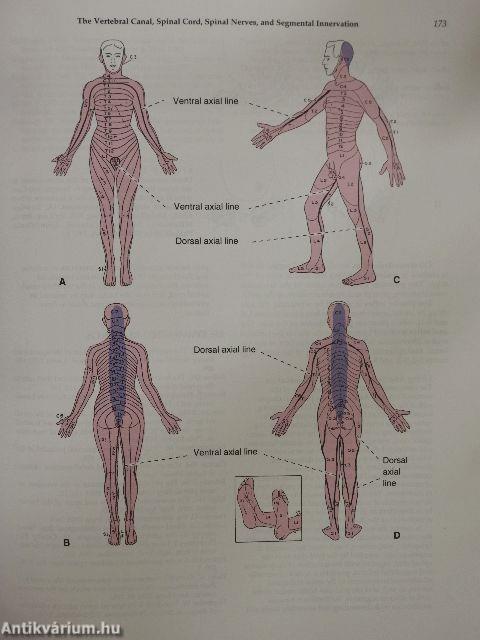 Hollinshead's Textbook of Anatomy