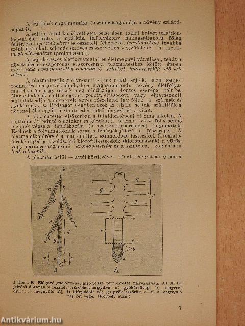 Tápanyagviszonyok hatása gazdasági növényeinkre