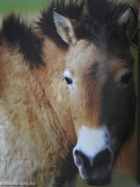 Mes histoires de chevaux du monde