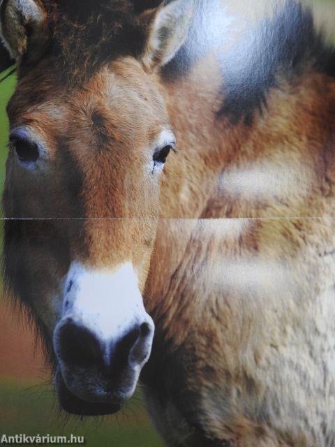 Mes histoires de chevaux du monde