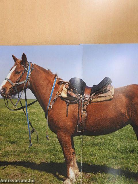 Mes histoires de chevaux du monde