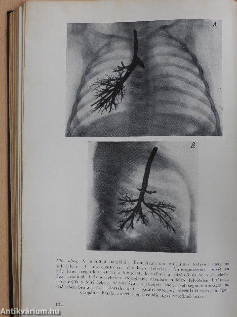 A tüdő segmentumai