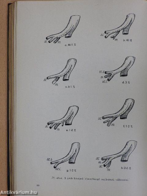 A tüdő segmentumai