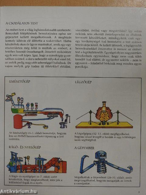 Hogyan működik a test?