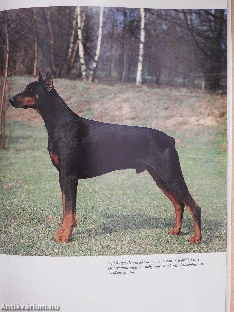 A dobermann