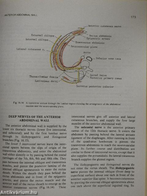 Human Anatomy 2. - Lower Limb & Abdomen