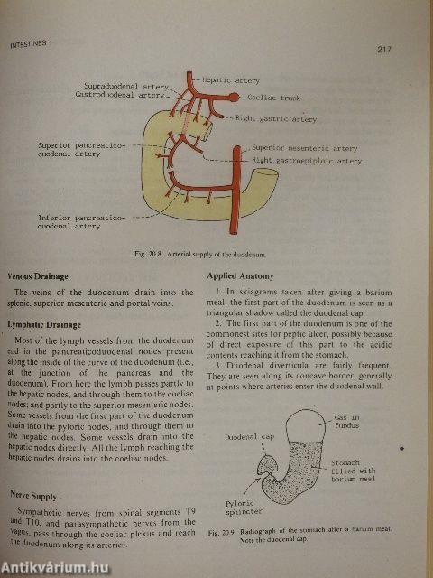 Human Anatomy 2. - Lower Limb & Abdomen