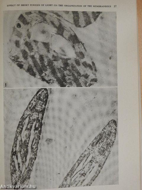 Acta Biologica Tomus XXIX. Fasciculi 1-4.