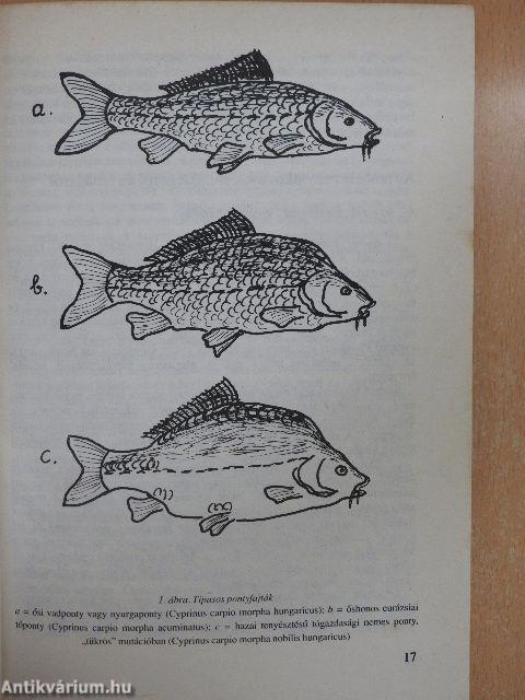 Változatok a ponty horgászatára