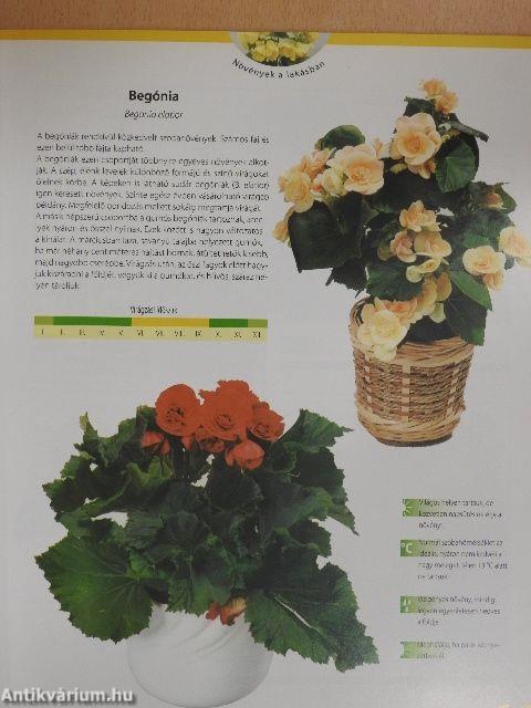 Növények a lakásban