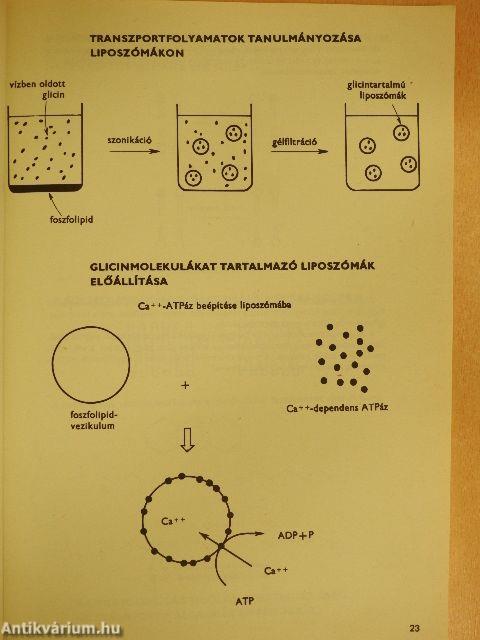 Membránbiokémia, immunbiokémia