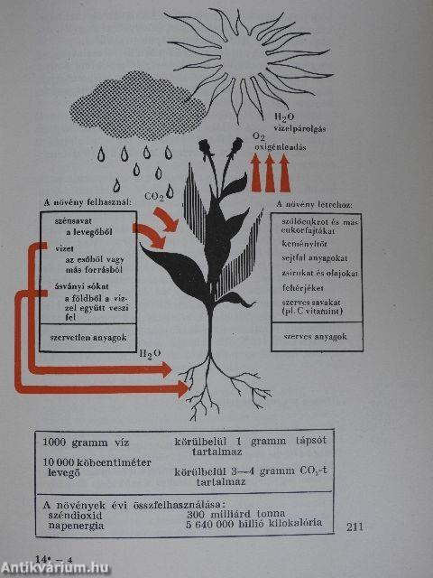 Korunk óriása az atom