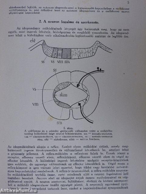 Az idegrendszer kórtana