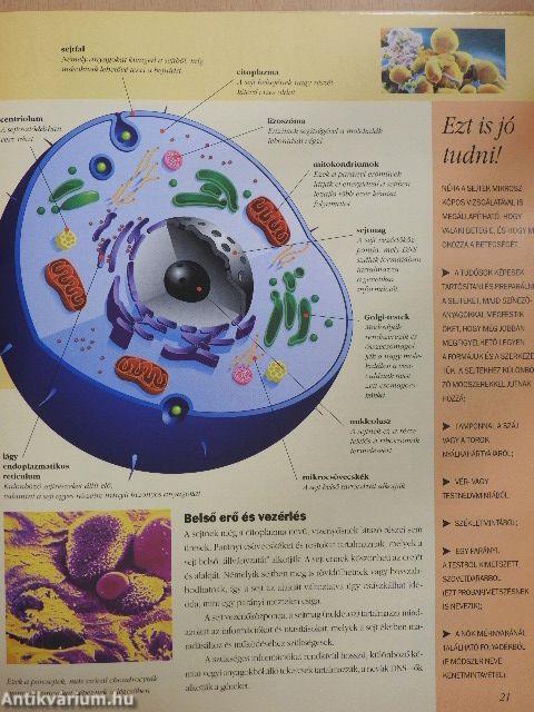 Az emberi test