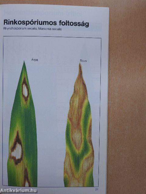 Gombabetegségek kalászos gabonában