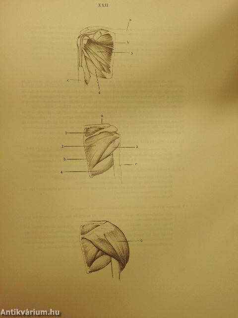 Anatomie voor de Kunstenaar