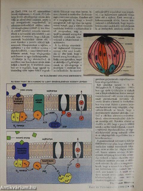 Élet és Tudomány 1995. (nem teljes évfolyam)