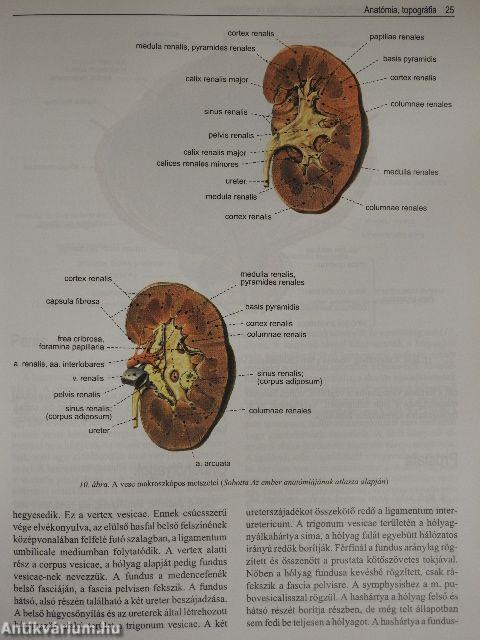 Az urológia tankönyve
