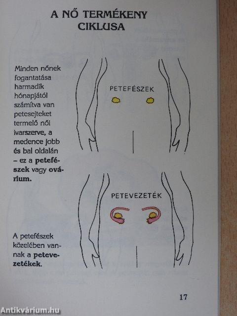 Természetes családtervezés