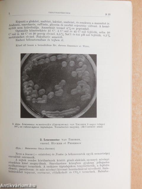 A tejsavbaktériumok/Lactobacteriaceae