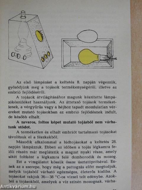 Ha lúd, legyen kövér!
