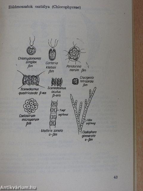 Hidrobiológiai gyakorlatok