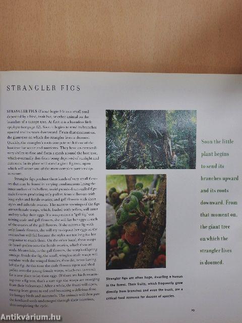 Vanishing Treasures of the Philippine Rain Forest