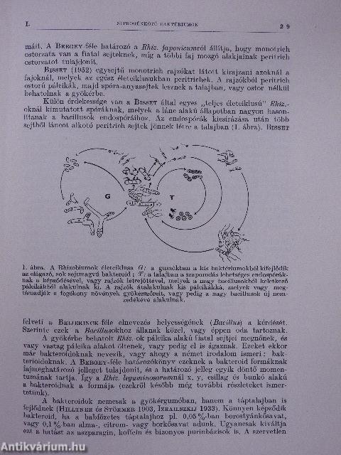 A nitrogénkötő baktériumok