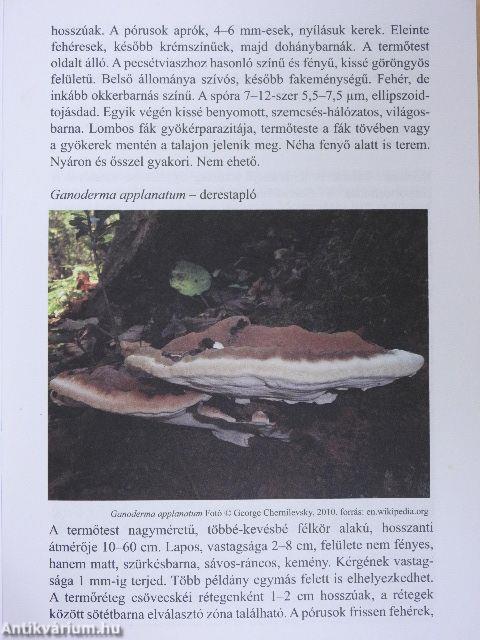 A pecsétviaszgomba (Ganoderma lucidum)