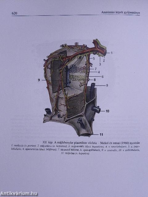 A gazdasági állatok élettana az anatómia alapjaival