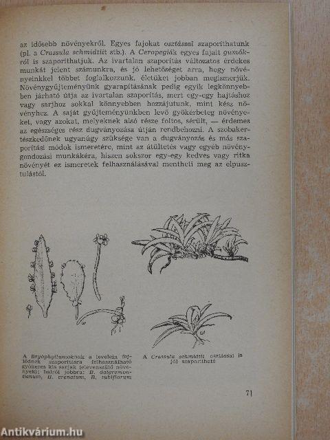 Kaktuszok, pozsgás növények
