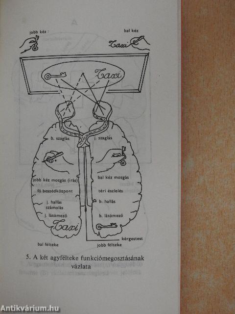 Mi a neuropszichológia?