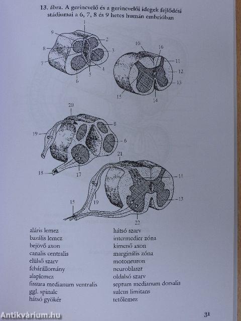 Összehasonlító állatszervezettani munkafüzet 2.