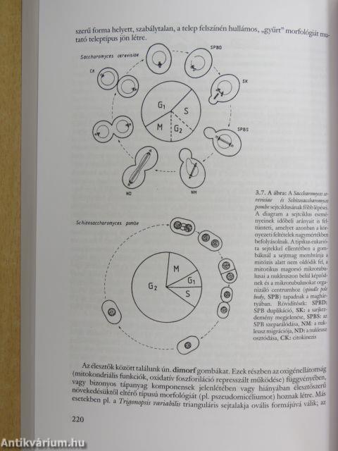 Mikrobiológia I. (töredék)