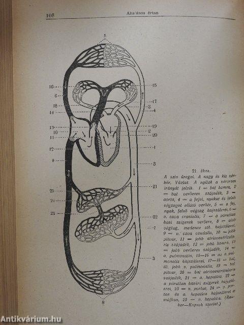 Rendszeres bonctan I-II.