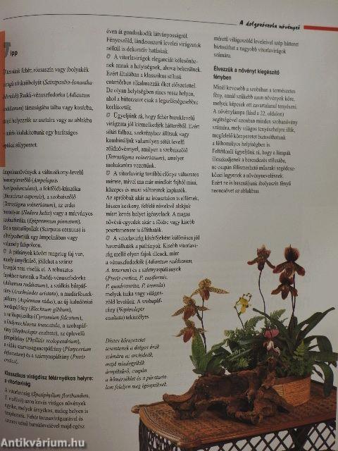 Varázslat szobanövényekkel