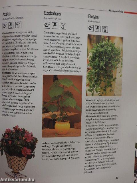 Varázslat szobanövényekkel